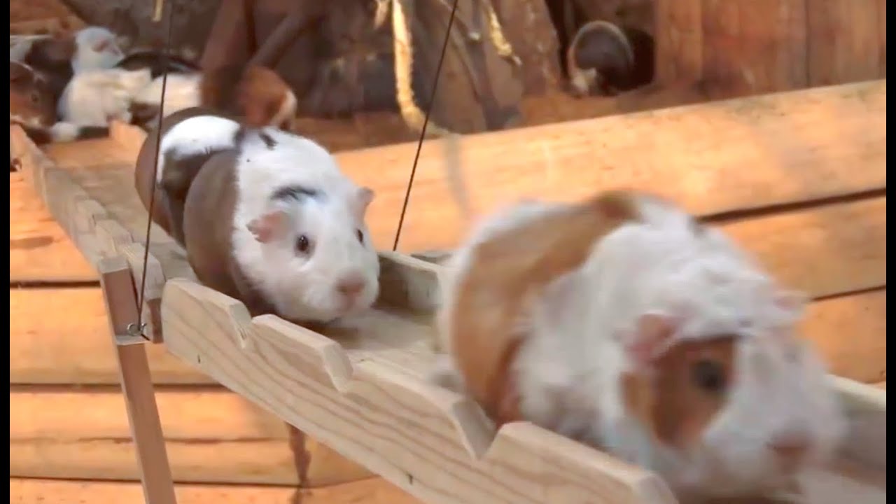 Guinea Pig Bridge at the Nagasaki Bio Park - song by Parry Gripp