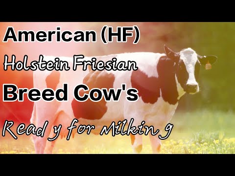 American HF Holstein Friesian Breed Cow's Ready For Going Milking Parlor Digital Dairy Farm Animals