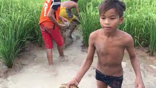 Wow! Amazing Boys Fishing   How To Catch Fish In Rice Farm With Hand In Cambodia