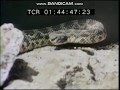 Rocket Classic Sesame Street Rattlesnake Film 1971