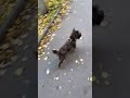 Cairn-Terrier puppy