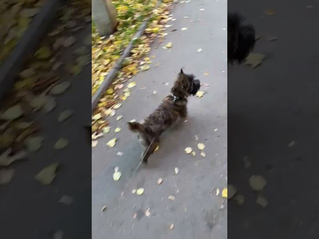 Cairn-Terrier welpen kaufen