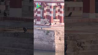 Temple video