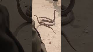 Download lagu nagin nagin song with snake, nag nagin ganna mp3