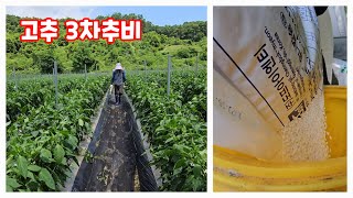 고추 3차 추비 유니칼슘으로 헛골에 [고추재배방법]