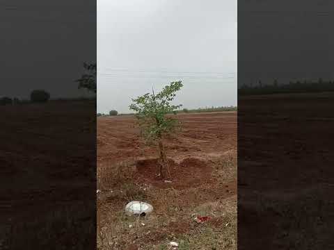  11 Acre Agricultural/Farm Land for Sale in Humnabad, Bidar