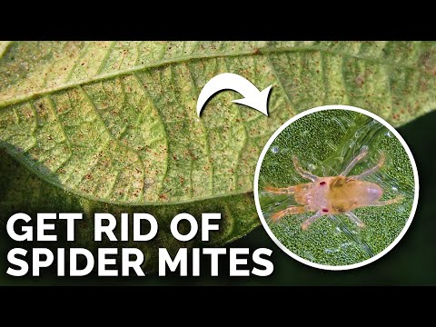 , title : 'Super Simple Spider Mite Control and Prevention'