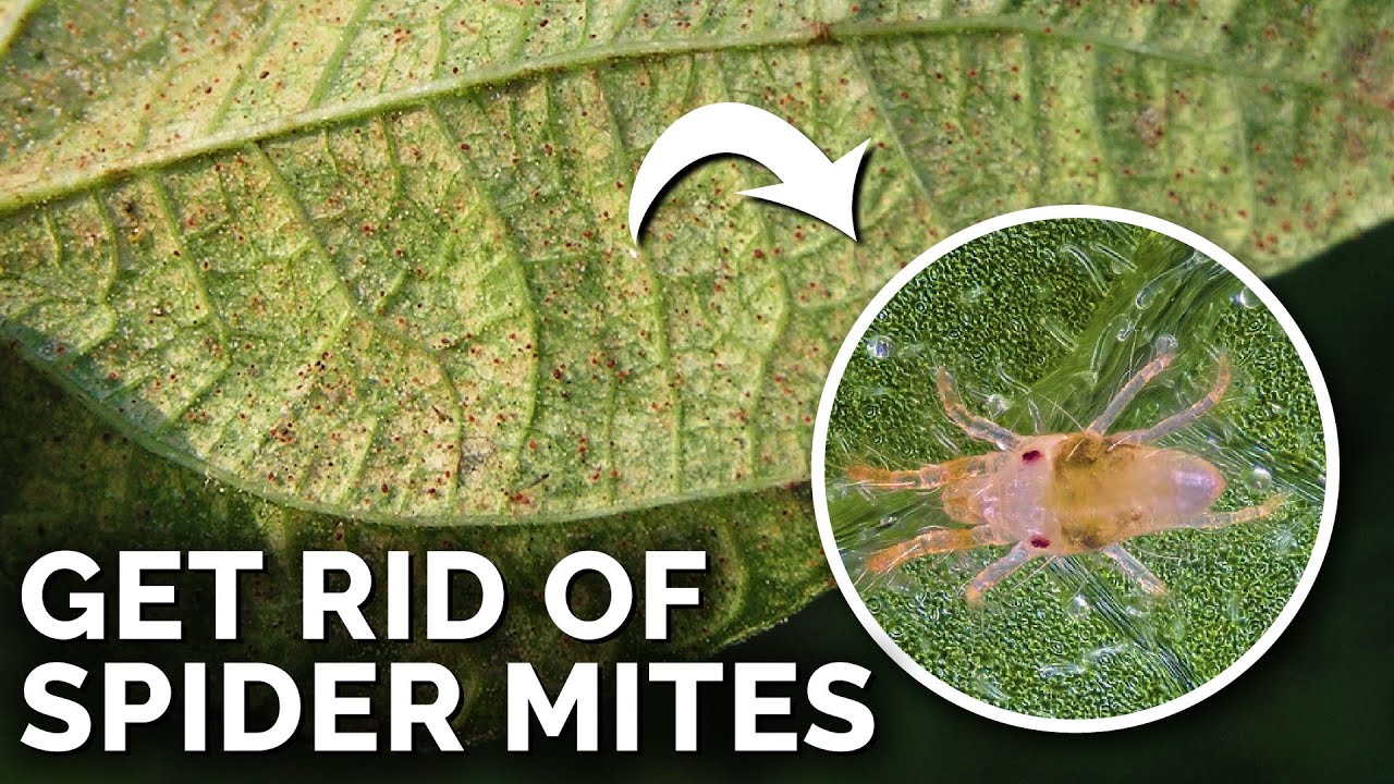 Does microwaving soil kill spider mites? More REF