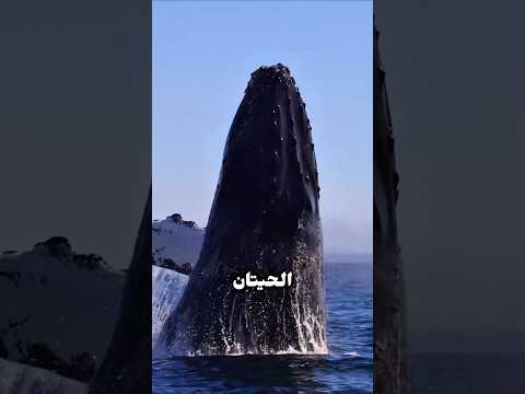 لا تحاول إزالة البرنقيل عن الحيتان !