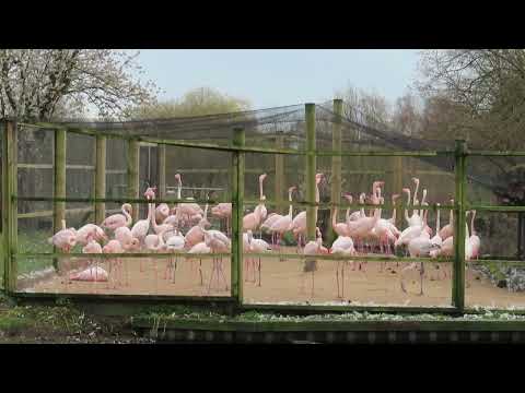 Greater flamingo courtship display at WWT Martin Mere
