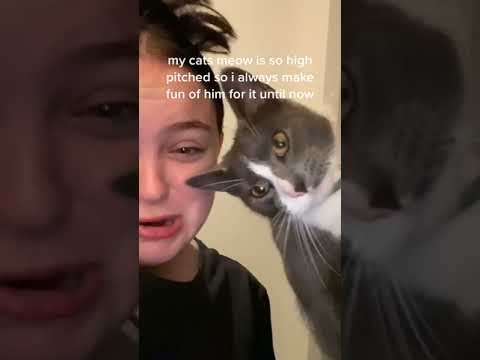 My Cats Meow Is So High Pitched So I Always Make Fun Of Him For It Until Now tiktok missamelia jane