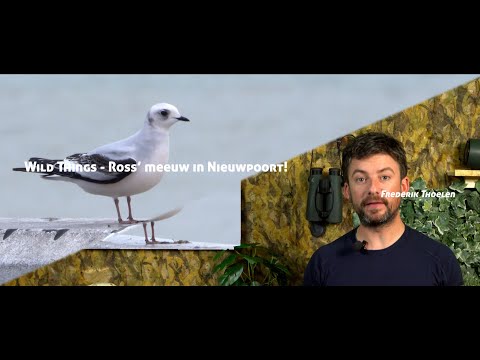 Wild Things - Ross meeuw in Nieuwpoort!