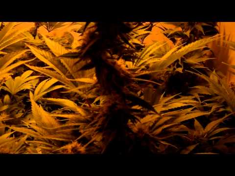 White Widow ,Papaya and Kings Kush