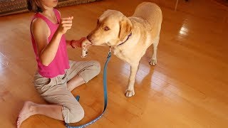 Canine Cruciate Ligament Injury Rehabilitation - Muscles Strengthening Exercises