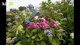 竹形さんアジサイ園　昨年閉園したアジサイ園ピンクのアナベル増えていました