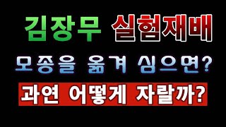 [텃밭농부.772]  실험재배. 김장무 모종을 옮겨 심으면 어떻게 자랄까? #김장무재배