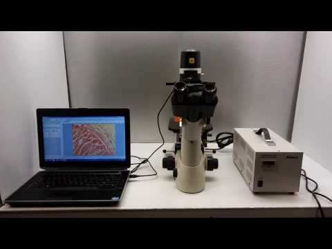 Nikon Eclipse TS100-F Inverted Fluorescence Phase Contrast Microscope Pred Ts2 [BOSTONIND] - 29254