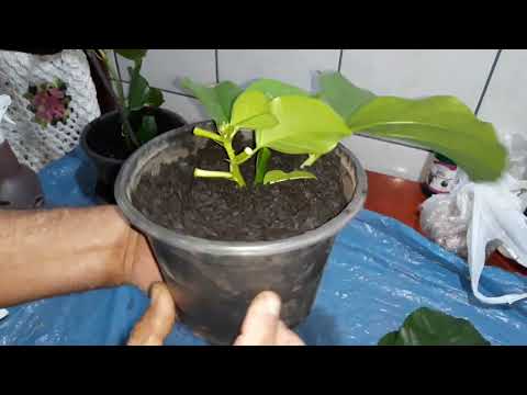 ENRAIZAMENTO RÁPIDO ESTACA DE MARACUJÁ!!!!