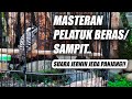 TERBAIK MASTERAN PELATUK SAMPIT JERNIH JEDA NEMBAK PANJANG SUARA PELATUK BERAS GACOR PANJANG