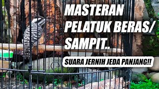 Download lagu TERBAIK!! MASTERAN PELATUK SAMPIT JERNIH JEDA NEMBAK PANJANG - SUARA PELATUK BERAS GACOR PANJANG mp3