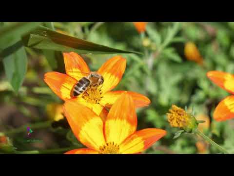 Mirad los Lirios Entrenamiento Cantado Contralto