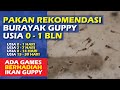 Rekomendasi Pakan Yang Baik Untuk Burayak Ikan Guppy Baru Lahir Hingga Dewasa