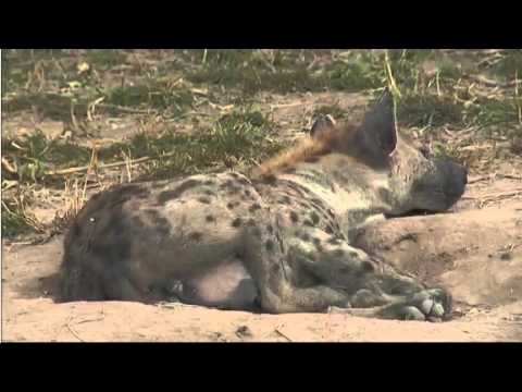 Apr 14 WildEarth Sunrise SafariLIVE Hyenas Nkuhumas, Ellie Bulls