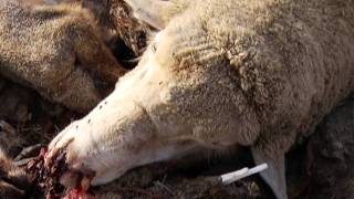 Tamara Christian.mpg