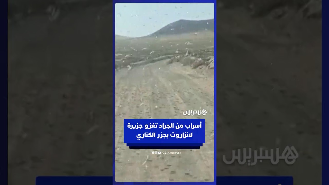 أسراب من الجراد تغزو جزيرة لانزاروت بجزر الكناري thumbnail