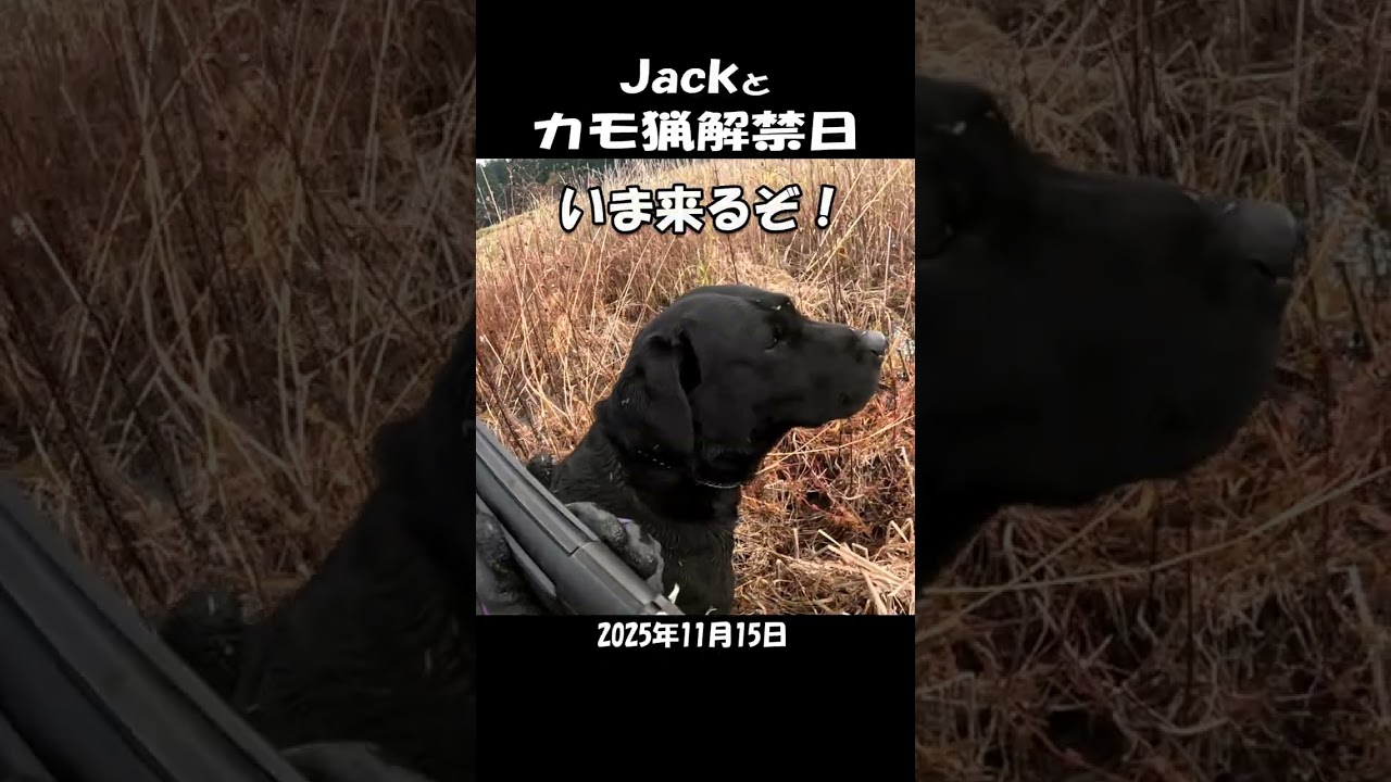Jackカモ猟解禁日(2025,11,15)