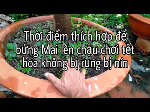 Thời điểm thích hợp để bứng Mai lên chậu chơi tết, hoa không bị rụng bị nín