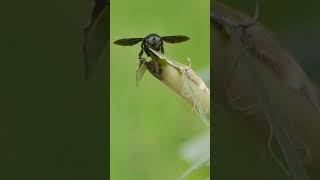 Download lagu jodoh takkan kemana. #uas #motivasi #ceramah #ustadzabdulsomad #jodoh #kumbang #pasrahinkeAllah mp3 Download lagu jodoh takkan kemana. #uas #motivasi #ceramah #ustadzabdulsomad #jodoh #kumbang #pasrahinkeAllah mp3