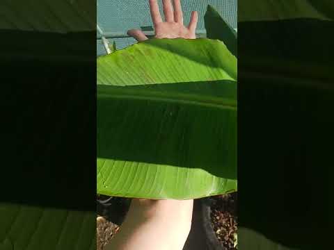 aquaponic Roma tomatoes