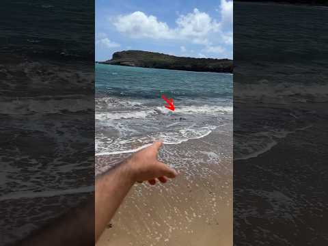 QUEM ACHAR UM TUBARÃO PRIMEIRO, VENCE! 🦈