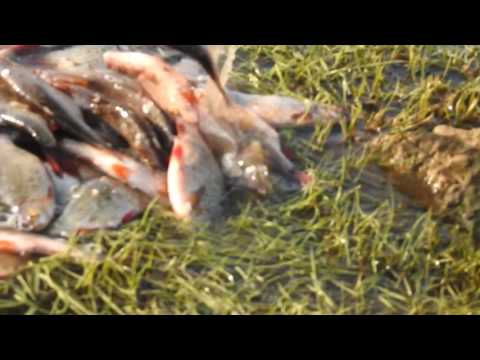 Acţiuni desfăşurate de jandarmii suceveni pentru prevenirea şi combaterea pescuitului ilegal