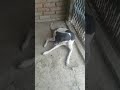 Agar Ek Roti Dene Ki Aukat Na Ho To Mara Bhi Mat Karo Janab Dog Status Shorts