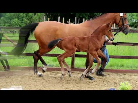 Hengstfohlen von Carridam x Lord Pizarro