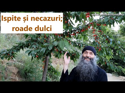 Chilia noastră: Ispite și necazuri; roade dulci - părintele Pimen Vlad