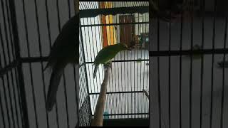 Download lagu pancingan cucak ijo asli alas purwo banyuwangi mp3