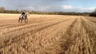 preview picture of video 'Hunting horse livery Co Galway, Ireland - Skehana Stables, Eyrecourt'