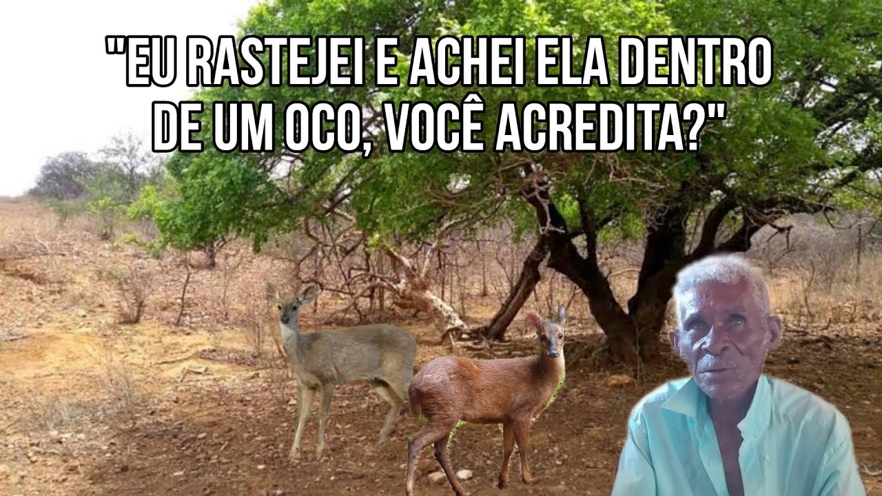 História de caçador - Que causo mais estranho??!! 🤔#causo #sertão #caçada
