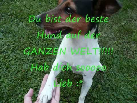 Mein Hund Saika , Ich liebe sie !!!