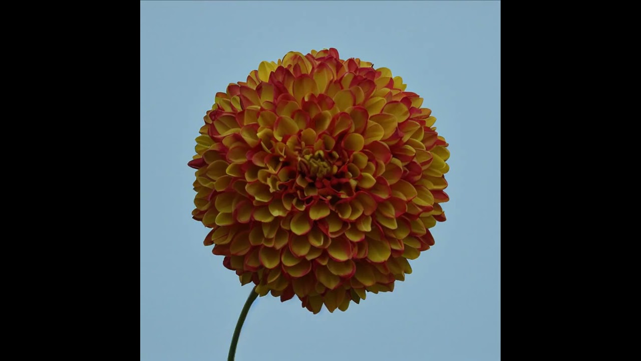 Generated Flower Bloom (b3d + stablediffusion)