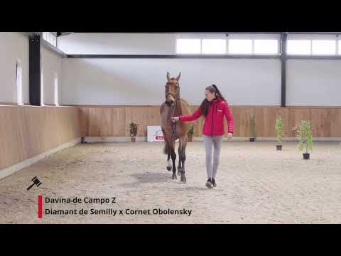 Davina de Campo Z (Diamant de Semilly x Cornet Obolensky)