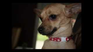 preview picture of video 'les chiens a l adoption (février 2014)'