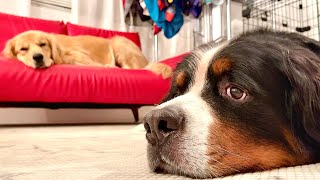 - みんなと合流して一安心の老犬バーニーズ