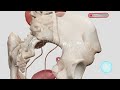 कुण्डलिनी मुलाधार चक्र 3D Animation Demo Scientifically द�