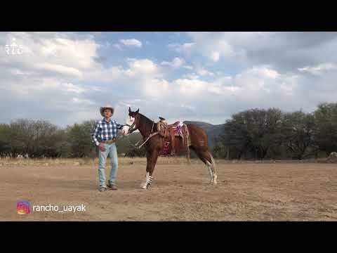 E3P6 - Nuevos Talentos En Cala