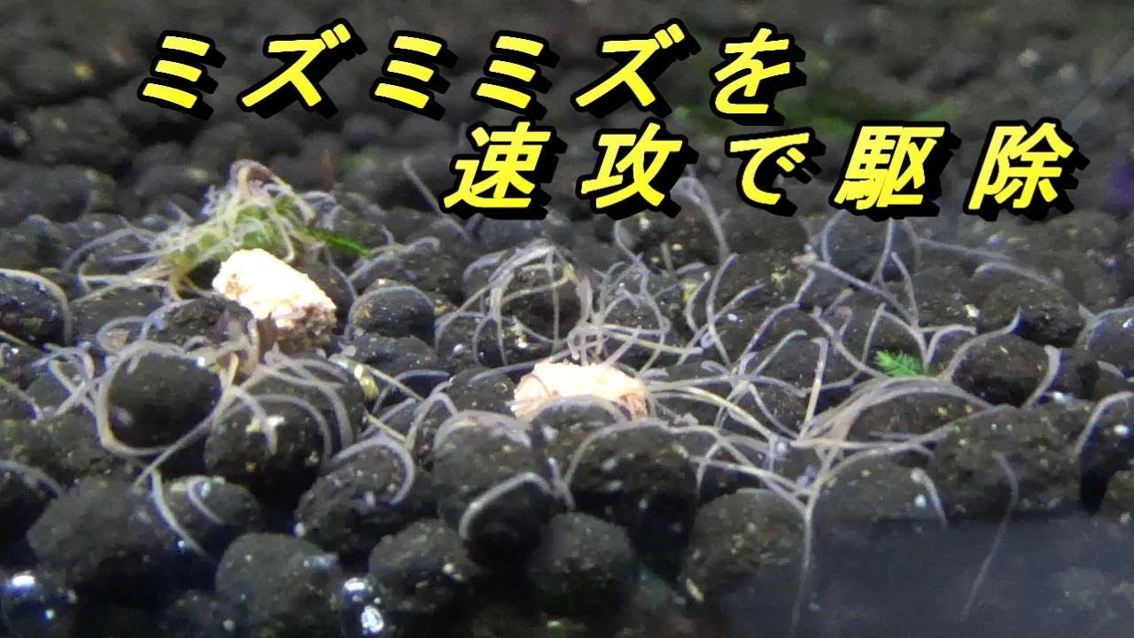 ミズミミズを速攻数分で駆除 検証 ヒル プラナリアハンターで簡単に駆除出来ます　天然素材100％で撃退　退治