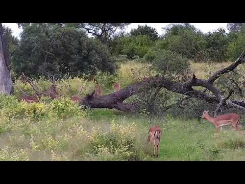Djuma: Wildebeests and Impalas - 07:36 - 03/23/21